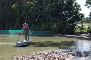 Nuôi "con của Trời" nông dân Sóc Trăng thu lời tiền tỷ