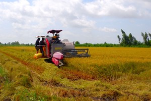 Giá lúa đột ngột tăng cao, nông dân tiếc nuối vì vừa nhận cọc