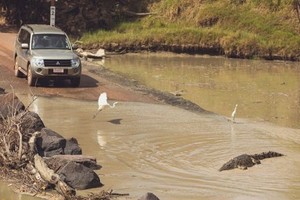 Úc: Đi qua cầu tràn, bị cá sấu lôi xuống sông cắn chết