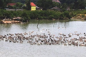 Trứ danh vịt bầu Quỳ "đẻ ra vàng"