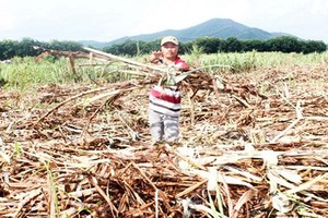 Hàng trăm tấn mía sắp thành củi vì nhà máy từ chối mua