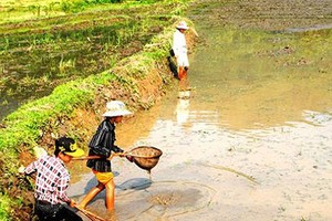 Thương lái âm thầm gom mua đỉa với giá cao đầy bí ẩn