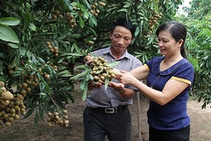 Nhãn lồng tiến Vua "đỉnh của đỉnh" trúng mùa, ước thu cả trăm tỷ