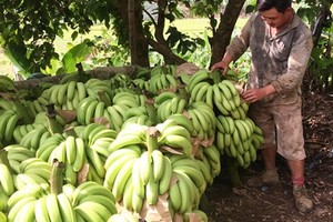 Vựa chuối Lào Cai chín vàng khắp nơi, giá rẻ như bèo