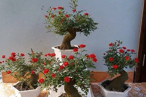 Hồng bonsai đắp rêu gây sốt thị trường hoa Tết 2018