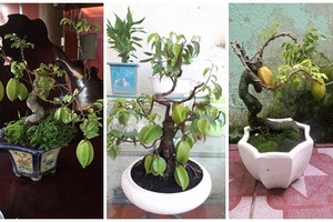 Mê mẩn những chậu khế bonsai dáng siêu đẹp