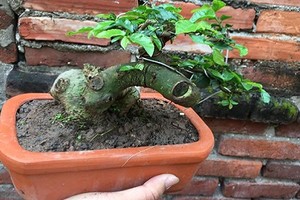 Mê tít những chậu bonsai duối mini siêu đẹp 