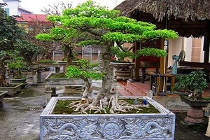 Đẹp hút mắt loạt bonsai dáng phụ tử "kịch độc"