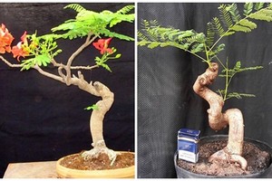 Mê tít những chậu bonsai hoa phượng đỏ