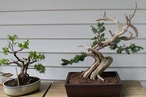 Loạt bonsai gỗ lũa đẹp khó rời mắt