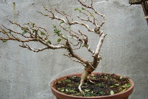 Mê tít loạt bonsai dáng bạt phong siêu độc