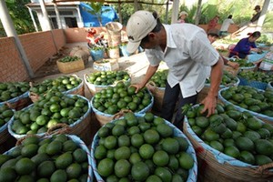 Những ngôi làng trồng cam giàu có ở Việt Nam