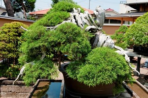 Chiêm ngưỡng loạt cây bonsai nghìn năm tuổi