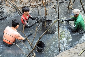 Lặn bùn bắt cá đồng mùa nước cạn thu tiền triệu mỗi ngày