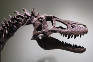 Tá hỏa vì hóa thạch khủng long T-Rex duy nhất bị rao bán trên eBay