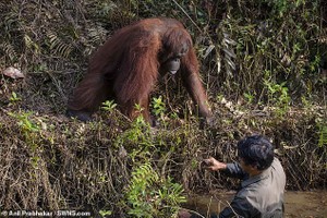 “Cứu vật, vật trả ơn“: đười ươi vươn tay muốn kéo người đàn ông dưới bùn 