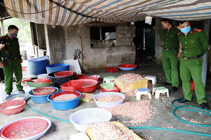 'Biến' hàng trăm kg tôm chết thành tôm nõn mỗi ngày