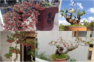 Kỳ lại thú chơi bonsai dâu tằm chín đỏ đẹp hút mắt của đại gia