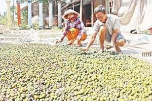 Làm giàu khác người: Cả làng đổ bỏ, nhặt rác này về phơi kiếm bộn tiền