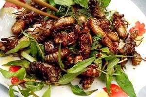 Dân nhậu lùng mua ve sầu non giá nửa triệu đồng/kg