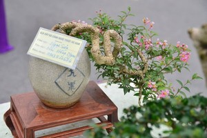 Loạt bonsai tí hon có cây cả trăm triệu đồng... đại gia mê mẩn