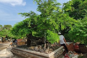 Chiêm ngưỡng loạt bonsai tiền tỷ của “vua me” ở miền Tây