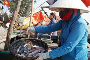 Cá khoai hơn nửa triệu đồng một kg, người dân tranh nhau mua