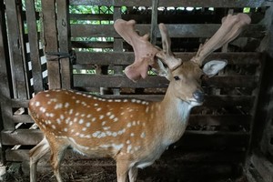 Cận cảnh cặp nhung huơu khủng giúp nông dân “hốt bạc” 