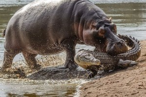 Hà mã nhỏ vô tư “cắn yêu” cá sấu sông Nile hung dữ 