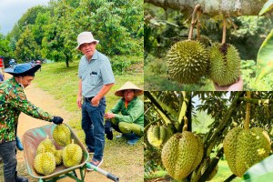 Cận cảnh vườn sầu riêng 1.200 ha siêu lợi nhuận của bầu Đức