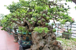 Ngắm ổi bonsai 300 tuổi khiến đại gia “đứng ngồi không yên"