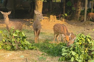 Anh nông dân nuôi hươu sao chỉ ăn cỏ, lá cây mà phát tài 