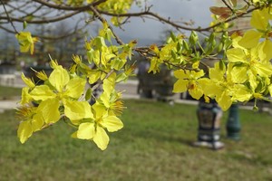 “Độc, lạ” gốc mai vàng bonsai đón Tết “nhìn là thích