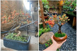 Ngắm bonsai dâu tằm vài chục triệu khiến người chơi “móc ví“