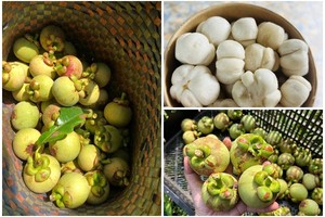 Đầu mùa, măng cụt xanh gọt vỏ gần triệu đồng/kg vẫn “cháy hàng“