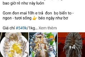 Thực hư bọ biển siêu rẻ