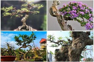 Top 10 bonsai dáng quái có 1-0-2 khiến đại gia mê mẩn 