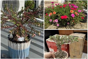 Sự thật về hoa mười giờ bonsai giá lên tới cả triệu đồng