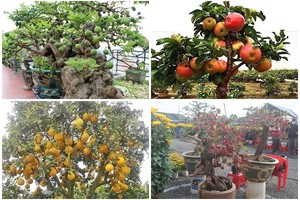 Loạt bonsai chi chít quả khiến dân chơi mê mẩn 