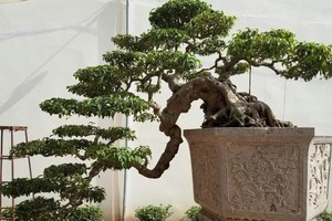 Chiêm ngưỡng loạt bonsai dáng huyền đẹp đến say lòng