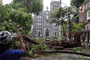 Trồng cây để nguyên vỏ bầu là trái quy định