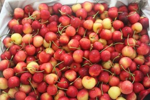 Táo cherry Trung Quốc “đội lốt” Hàn Quốc, Australia