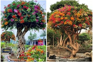 Bất ngờ cây dại lên đời thành bonsai lạ, có chậu 600 triệu đồng