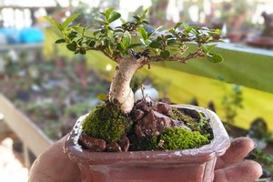 Bộ sưu tập bonsai mini kỷ lục thế giới của lão nông Nha Trang