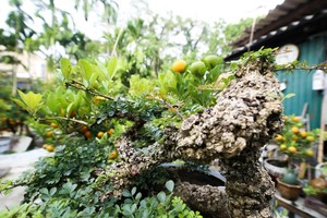 Ngỡ ngàng cây lạ lên chậu thành bonsai hút khách giá trăm triệu 