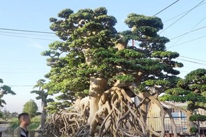 Bonsai “to nhất Việt Nam” khách trả 18 tỷ không bán