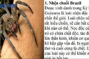 10 loài nhện độc nhất thế giới