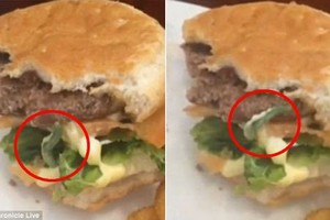 Kinh sợ phát hiện sâu ngọ nguậy trong bánh burger