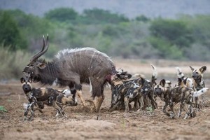 Rùng mình cảnh chó hoang hợp sức hạ gục linh dương Kudu