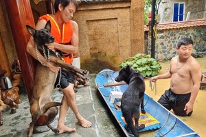 Tan chảy trước loạt ảnh giải cứu động vật mùa lũ